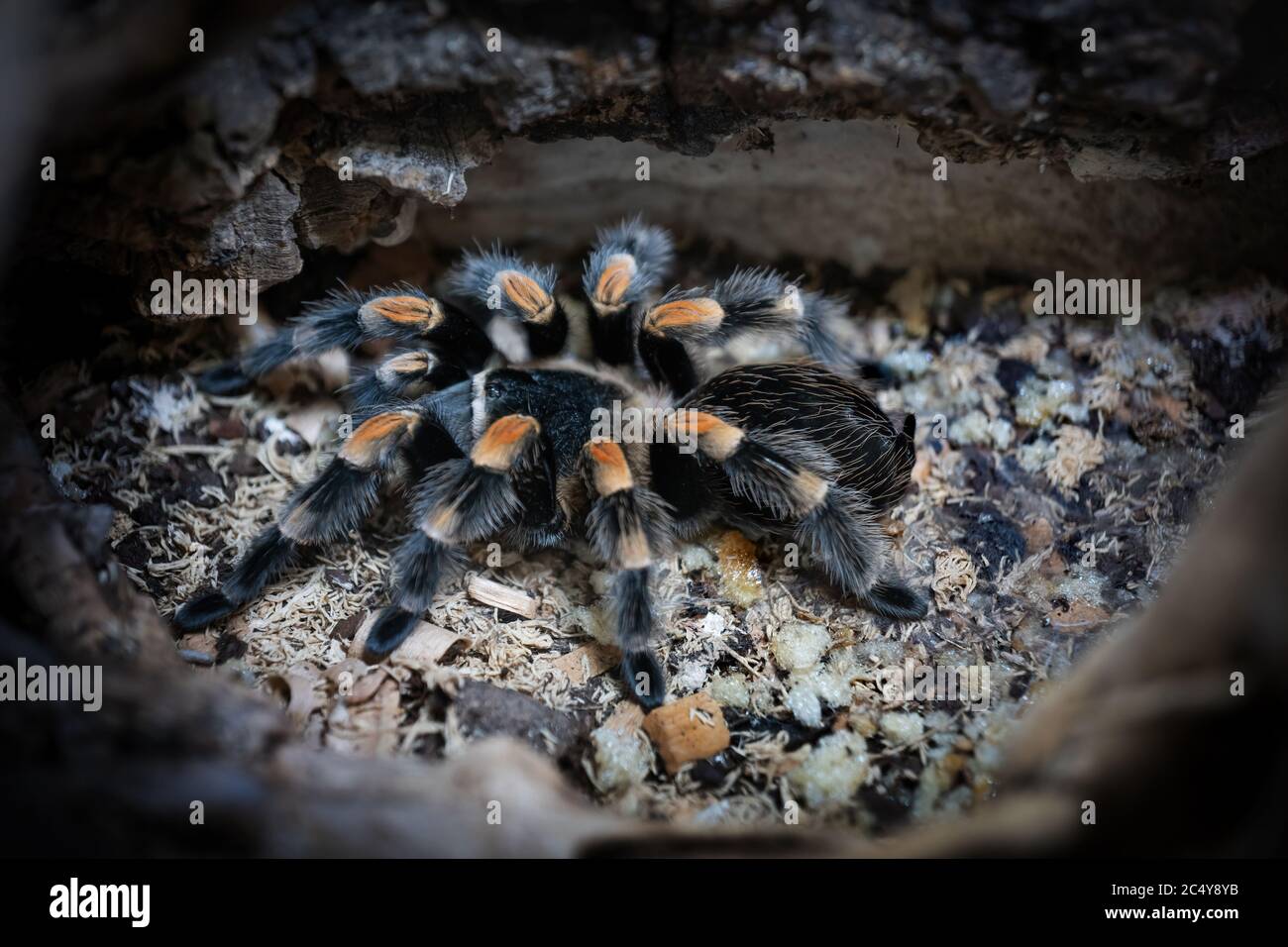 Brachypelma smithi spider - Mexican redknee tarantula in its lair, family: Theraphosidae, native region: Mexico Stock Photo