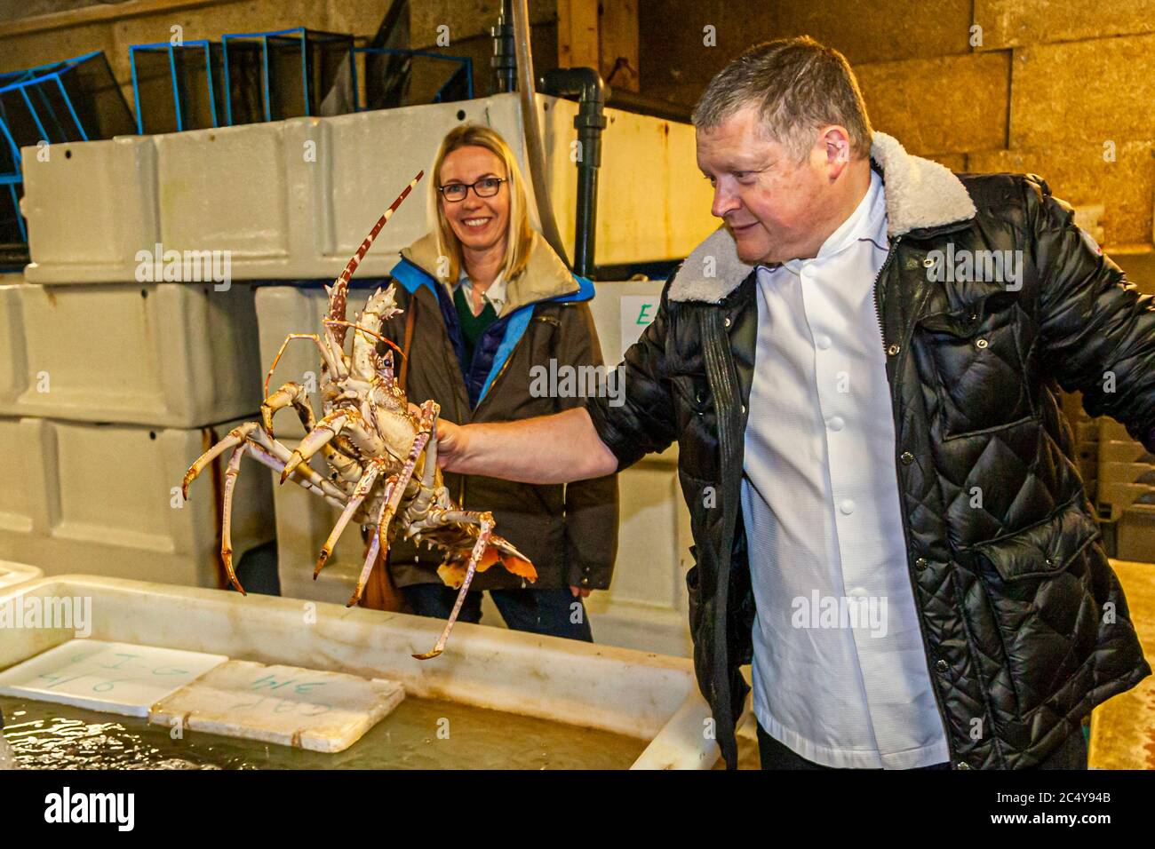 The lobsters are not only fresh, they also flap their tails very vigorously. Food Tour with Michelin Star Chef Loic Le Bail in Morlaix, France Stock Photo