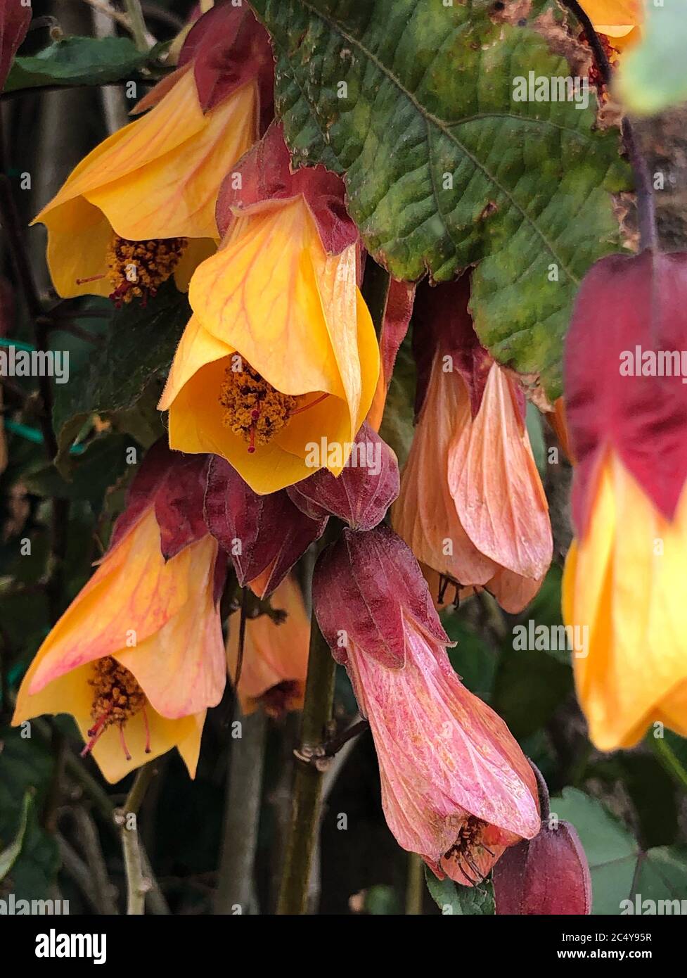 Abutilon ‘Kentish Belle’ Stock Photo - Alamy