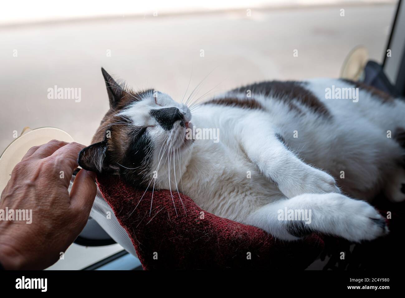 Red Cat Owner Domestic red cat owner hi-res stock photography and images - Alamy