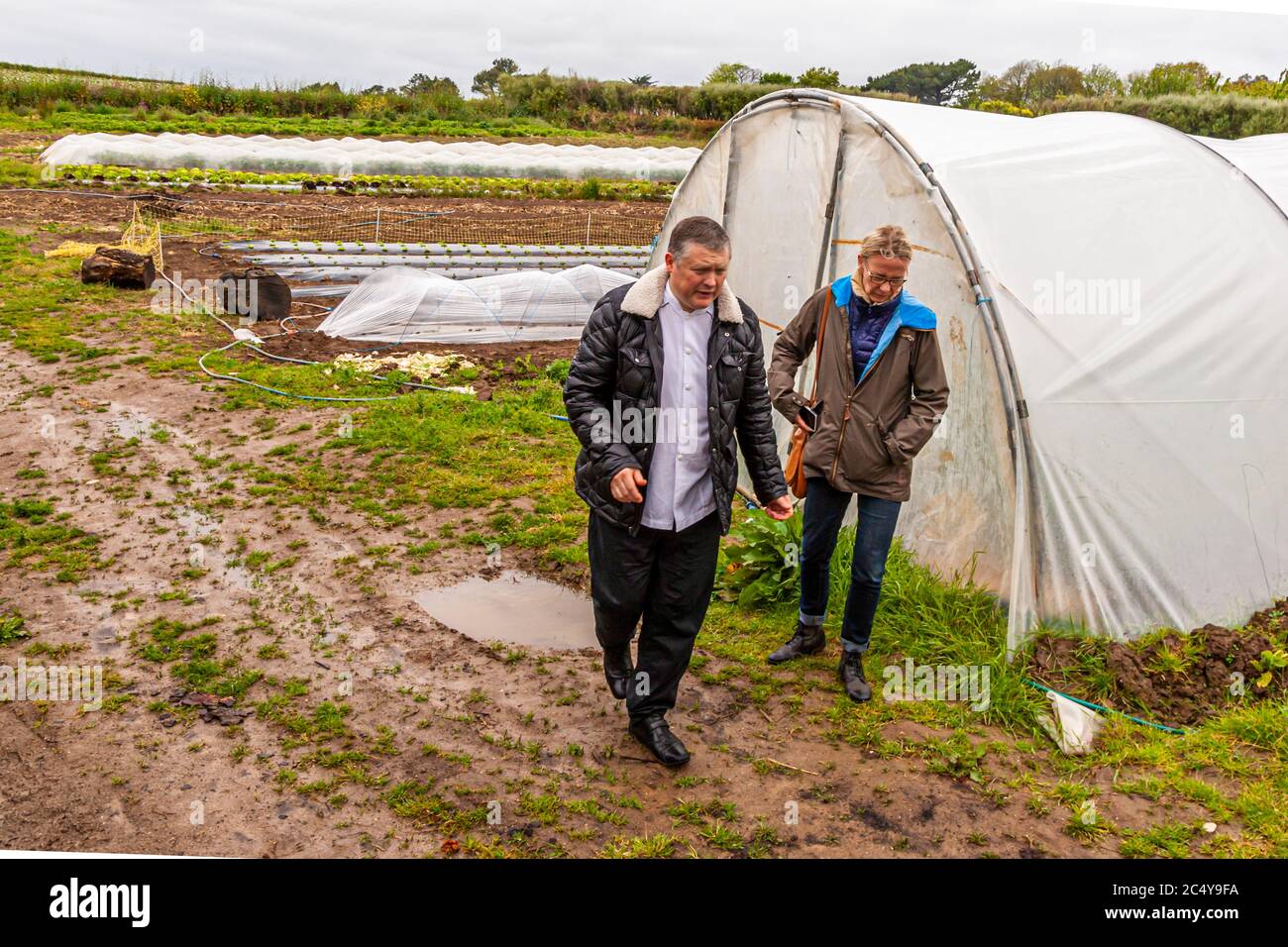 Puddles are no obstacle between the delicacies that grow in the greenhouses of Brittany. Food Tour with Michelin Star Chef Loic Le Bail in Morlaix, France Stock Photo