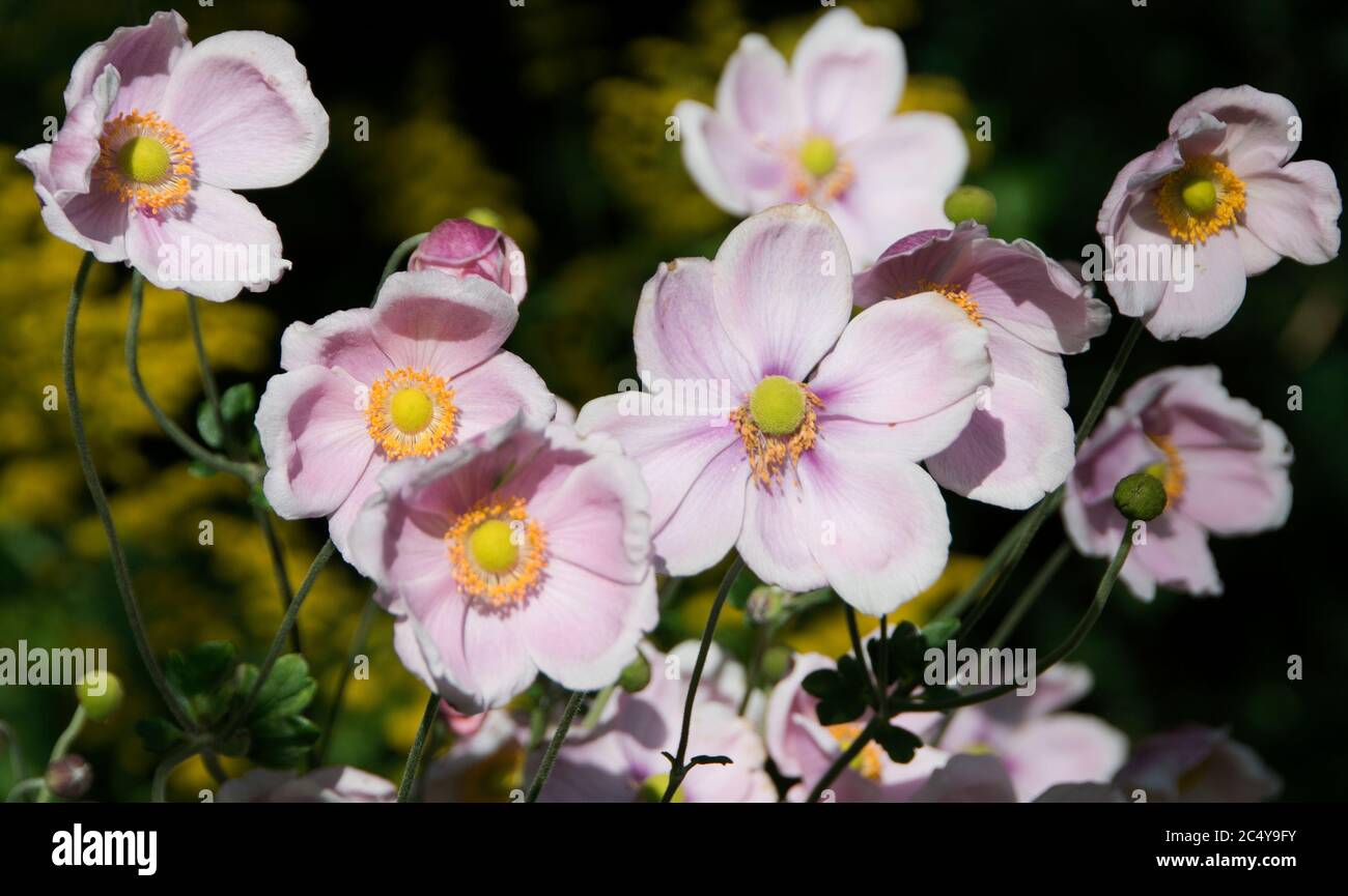 Anemone × hybrida 'Elegans' Stock Photo