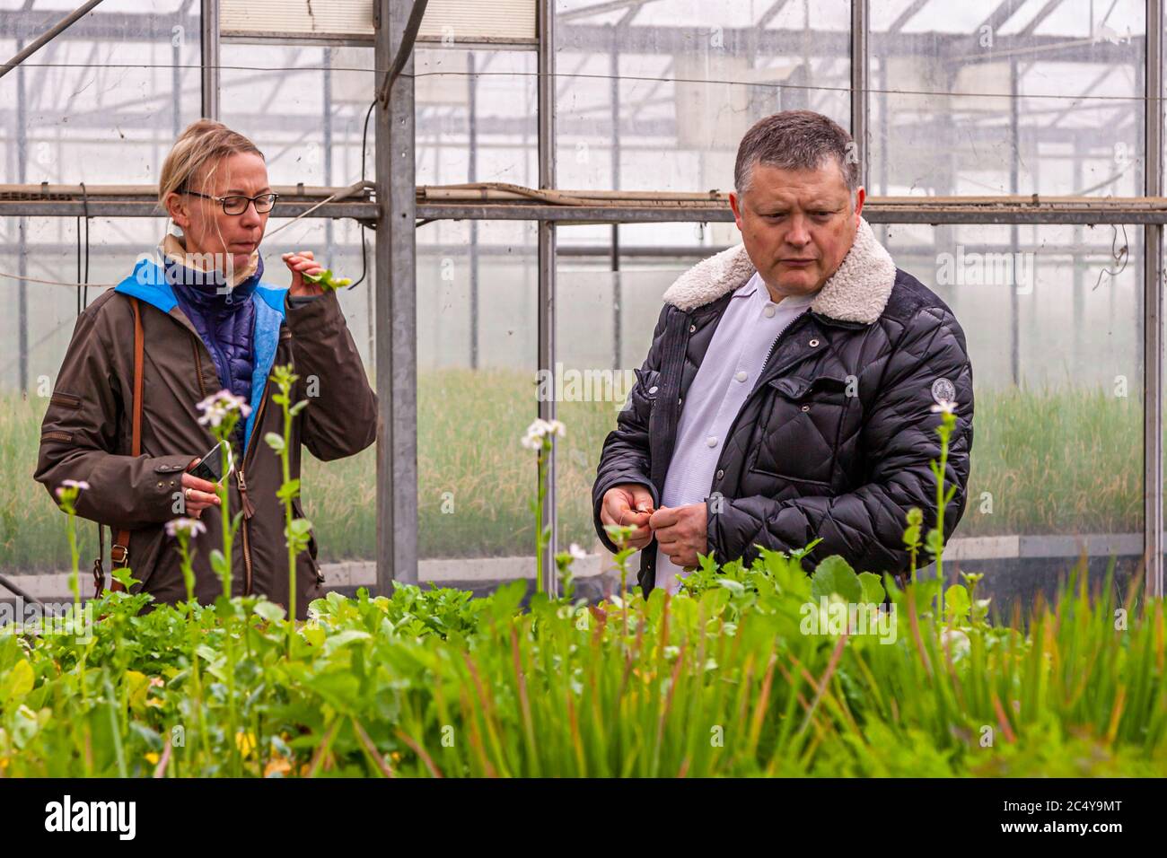 In the greenhouses of Roscoff. Food Tour with Michelin Star Chef Loic Le Bail in Morlaix, France Stock Photo
