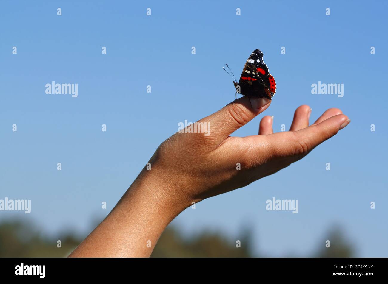 The butterfly sit on a hand Stock Photo Alamy
