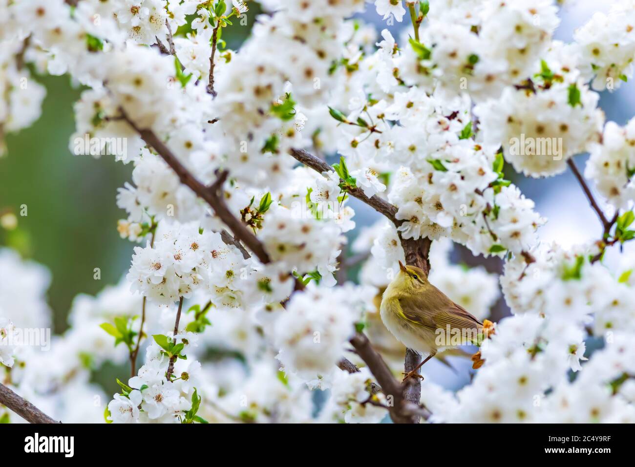 Spring nature and birds. White flowers background. Bird: Willow Warbler ...