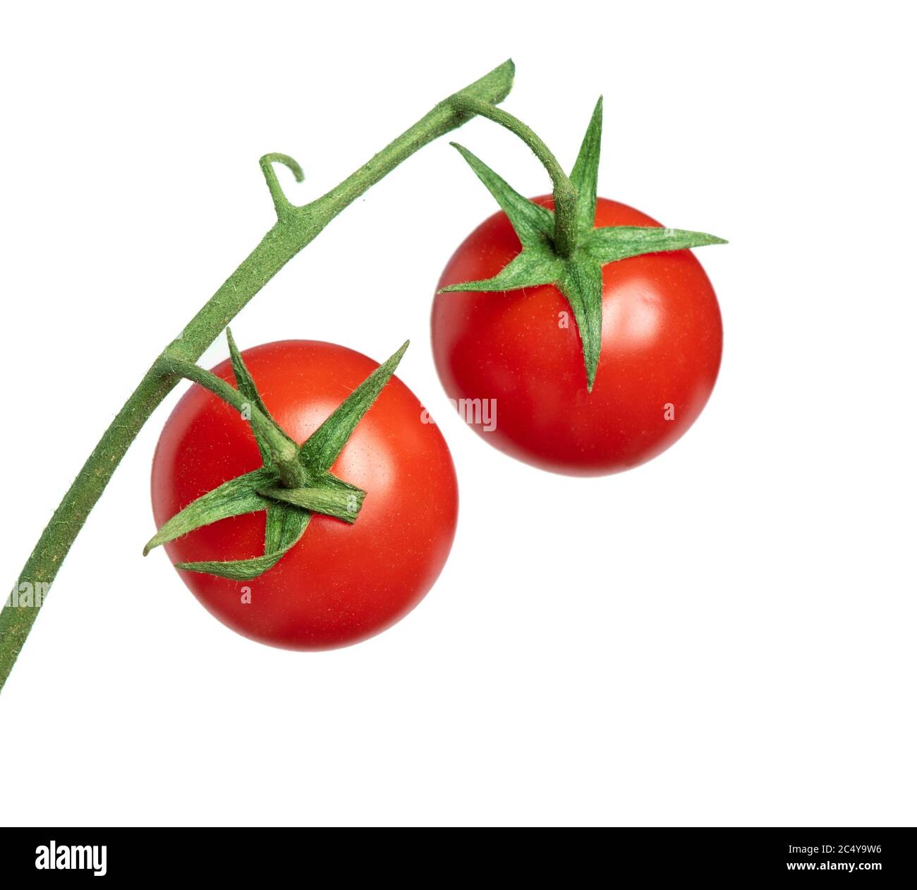 Fresh tomatoes on a branch isolated on white background Stock Photo - Alamy