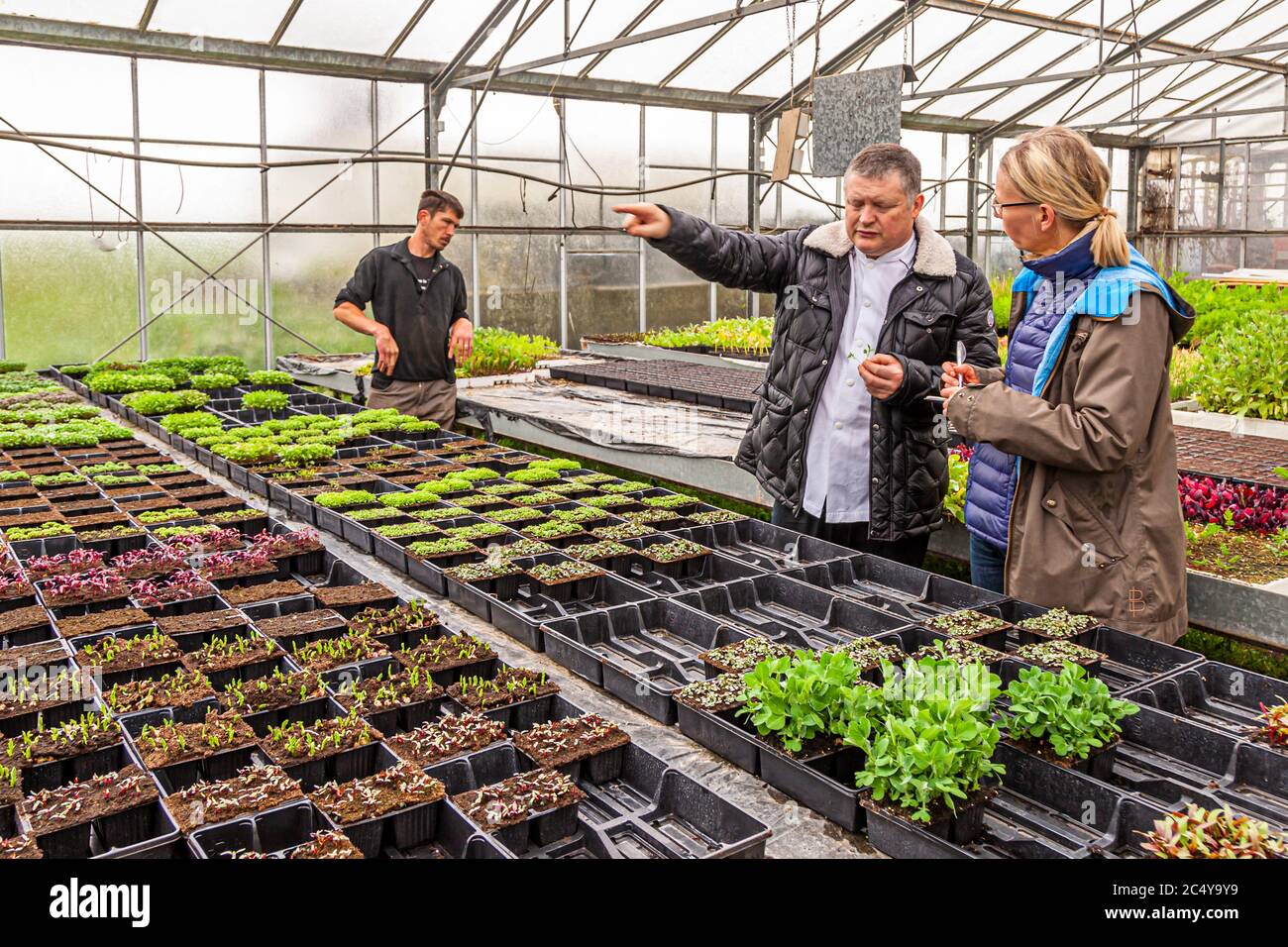 In the greenhouses of Roscoff. Food Tour with Michelin Star Chef Loic Le Bail in Morlaix, France Stock Photo