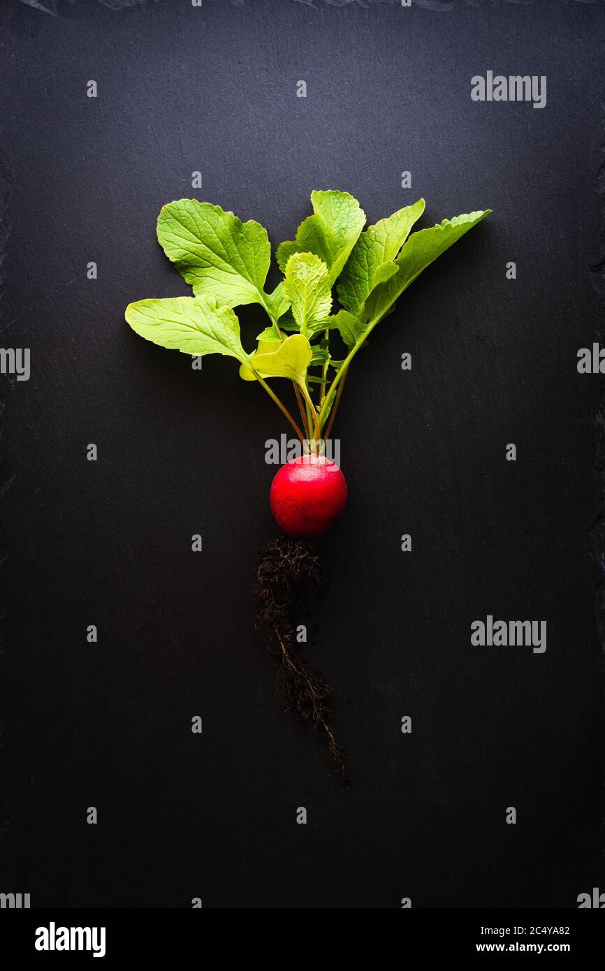 Top view of a red radish with roots and bright green leaves on a black slate plate. Concept of healthy, organic nutrition with fresh vegetables. Dark Stock Photo