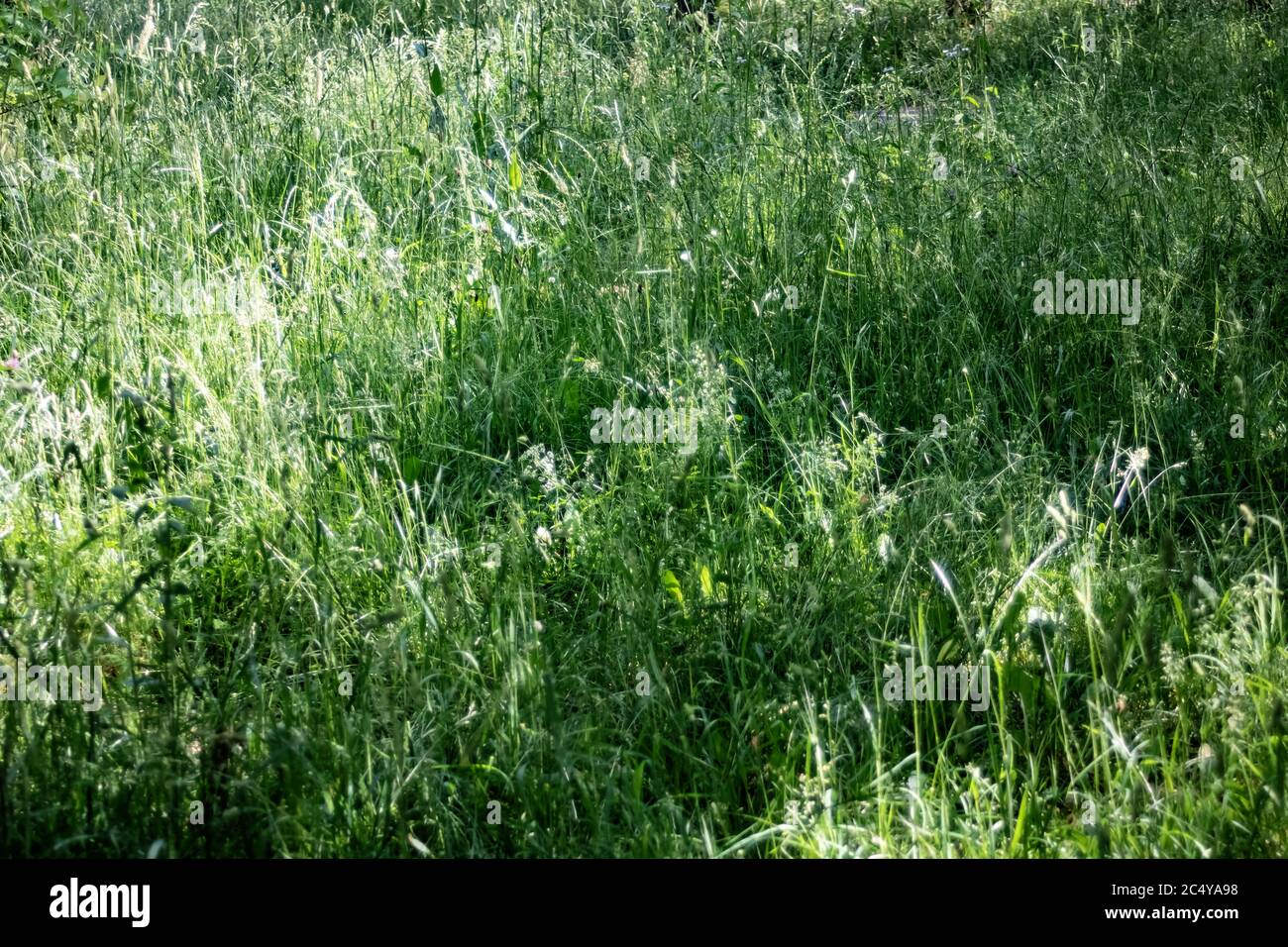 Field with green grass close up, natural background Stock Photo - Alamy