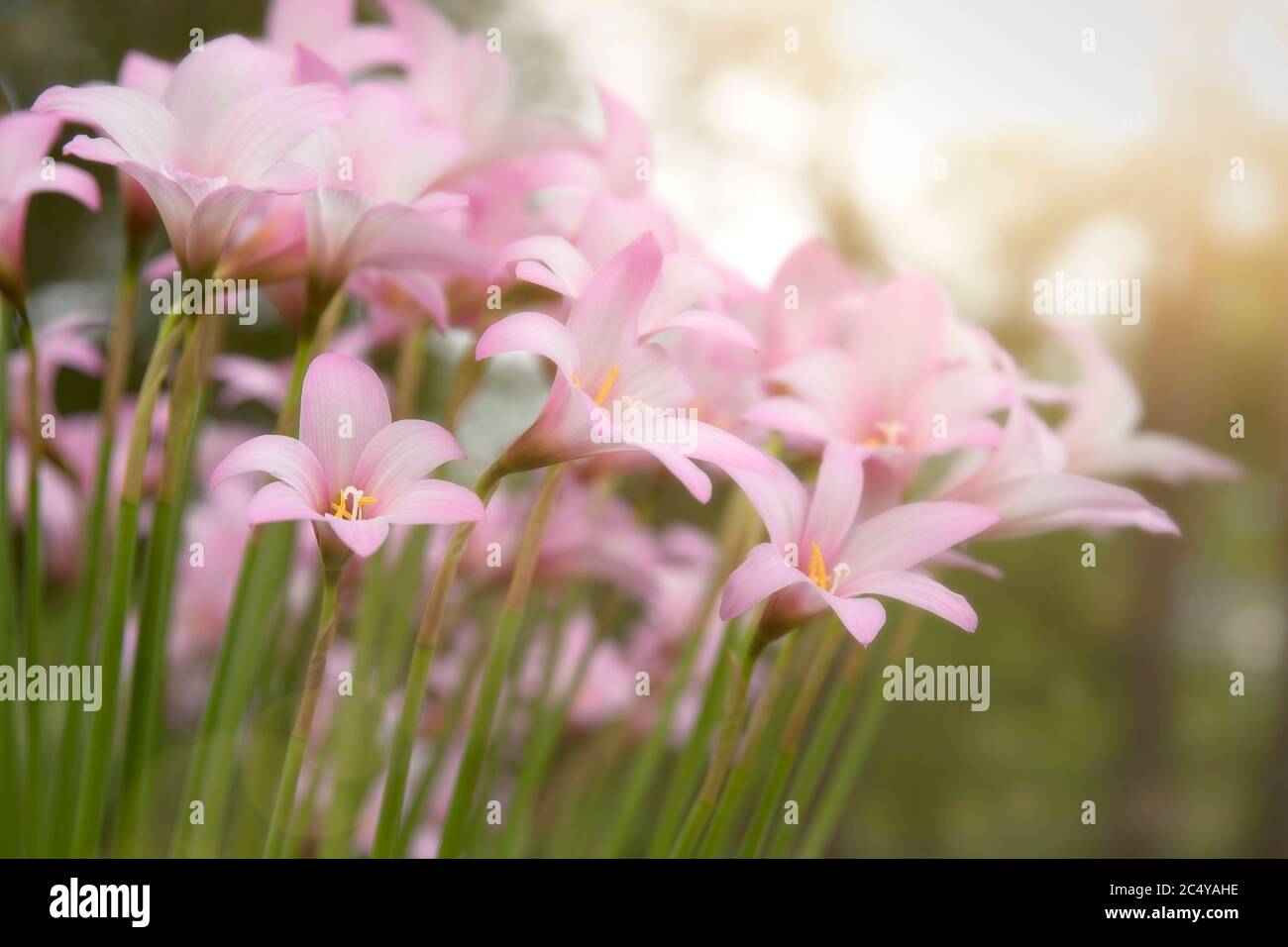 Blooming pink rain lilies in the garden Stock Photo