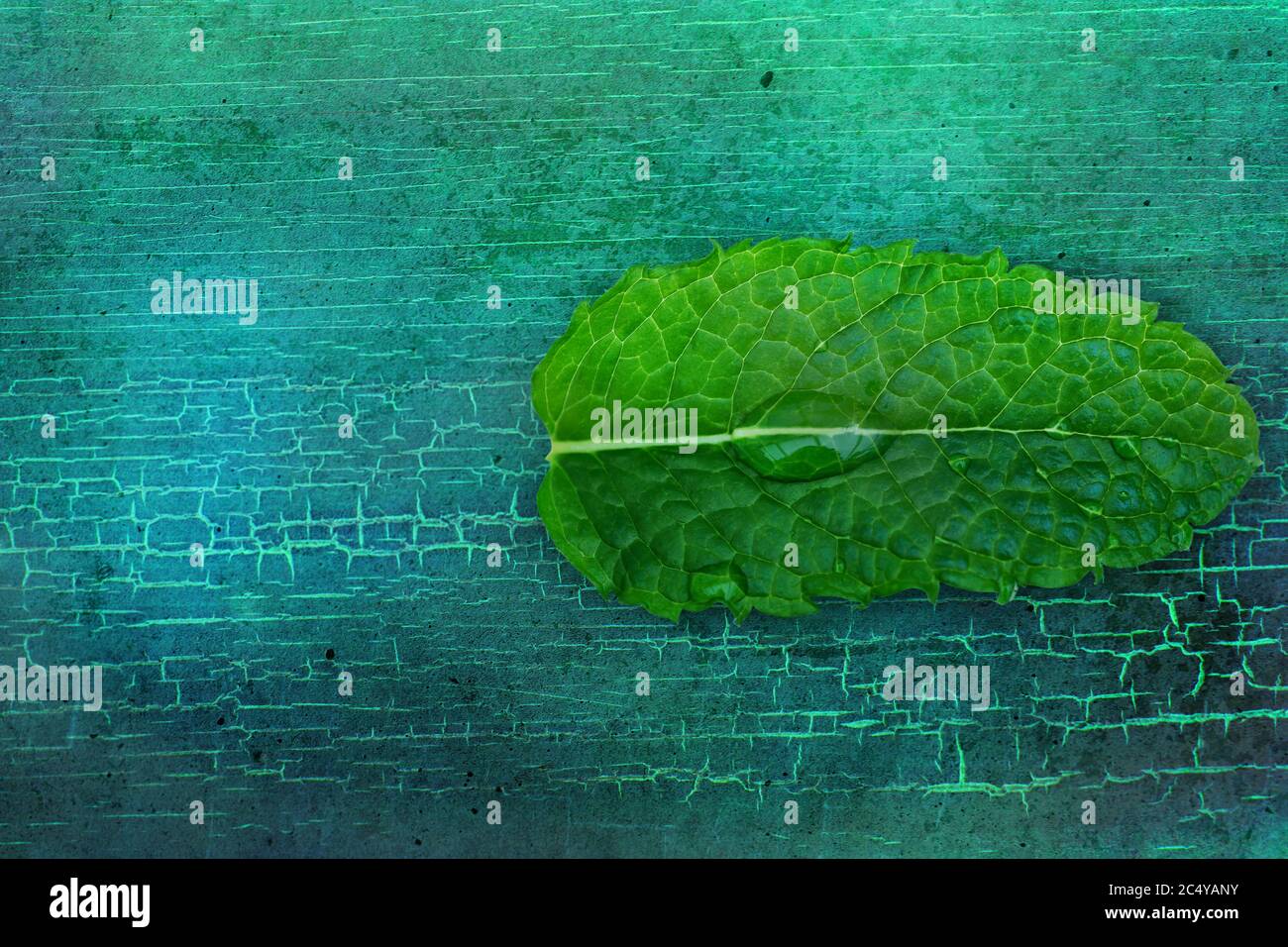 Peppermint leaf from above. Water drops. Isolated in front of turquoise
