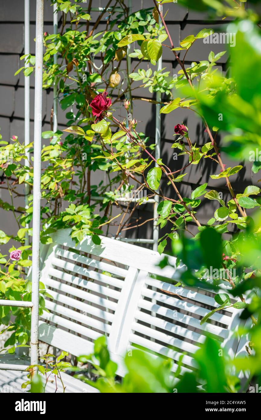 a nostalgic metal pavilion is overgrown with roses. a white bench invites you to linger. summer in germany. Stock Photo