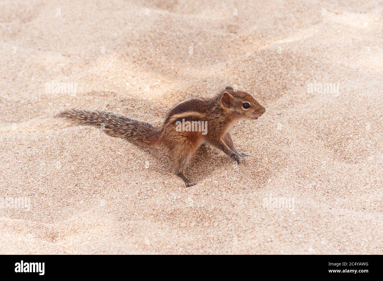 Funny Little Chipmunk on Sand Beach extreme closeup. Stock Photo