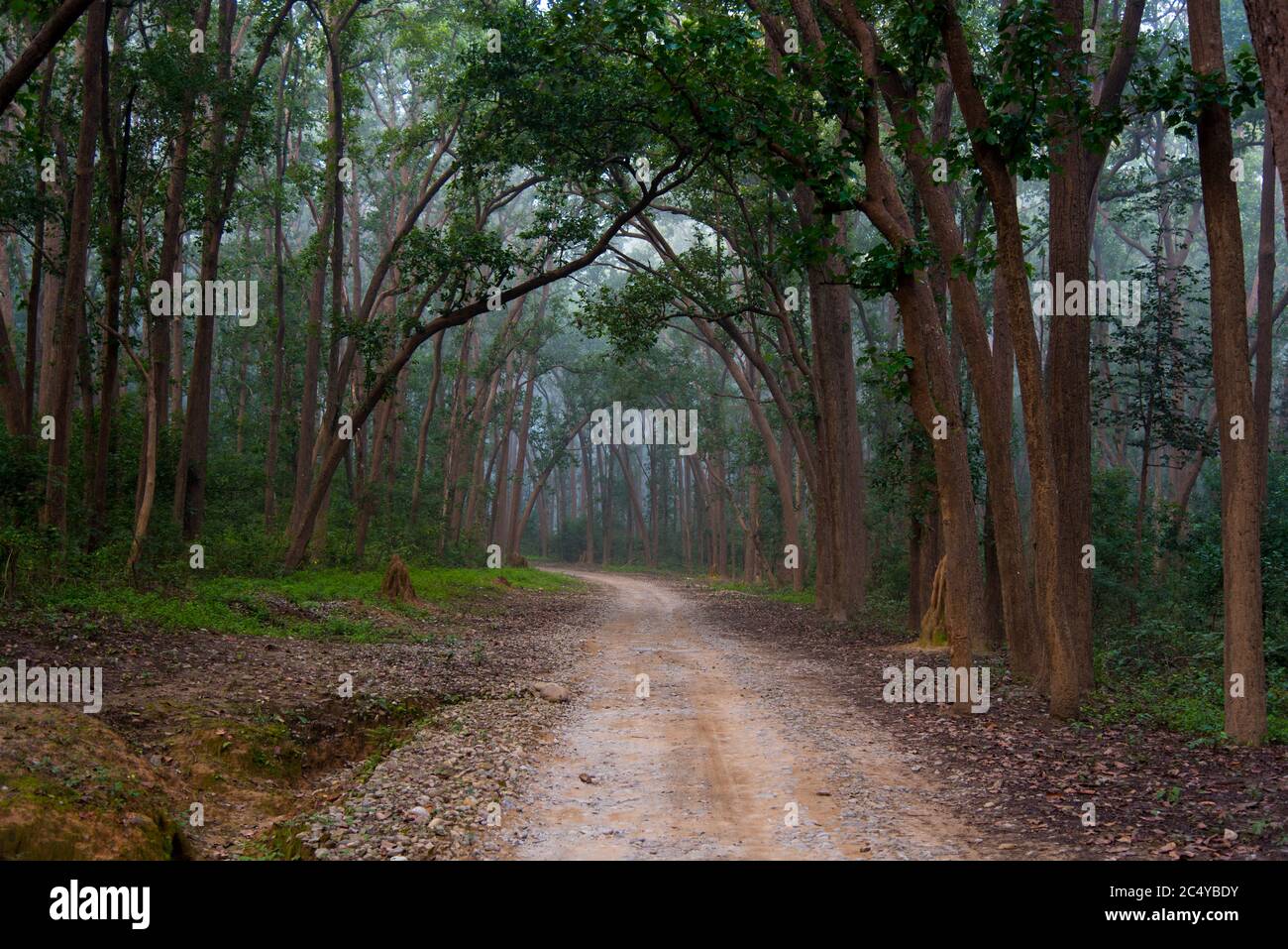 Road in the jungle through the canopy of trees in the forest Stock Photo