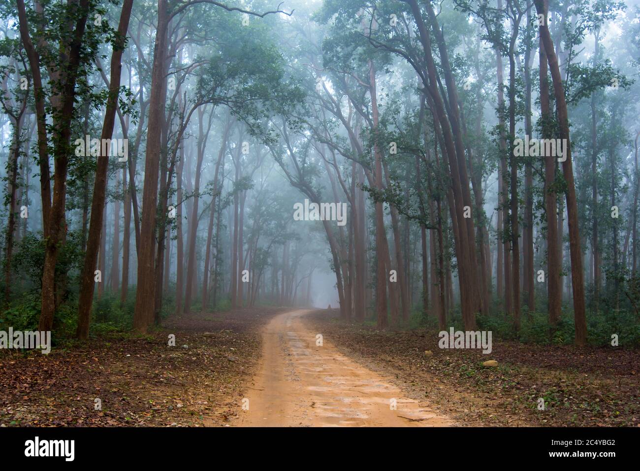 An early winter morning foggy road in the forest, beautiful nature Stock Photo