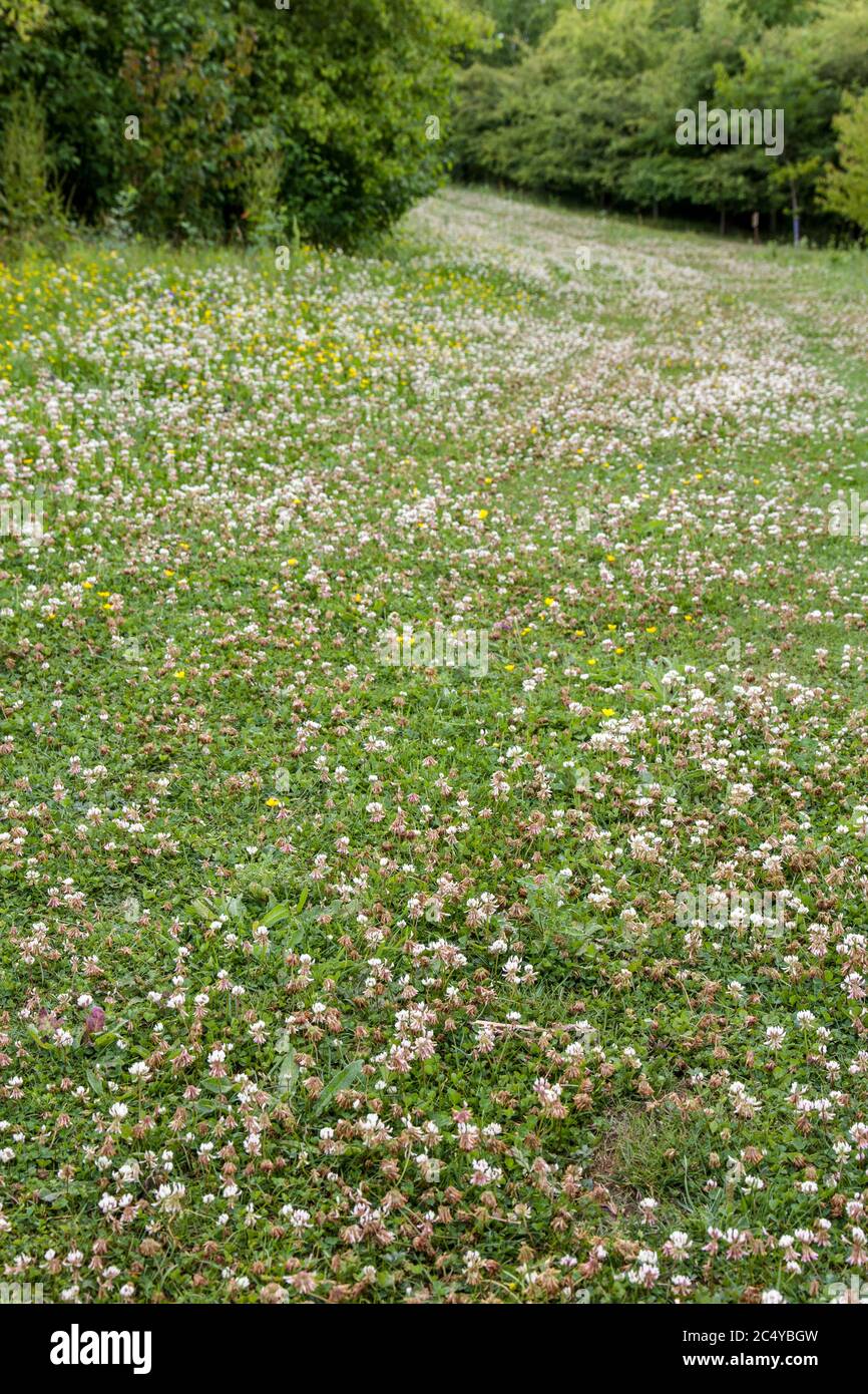 clover on grassland Stock Photo Alamy