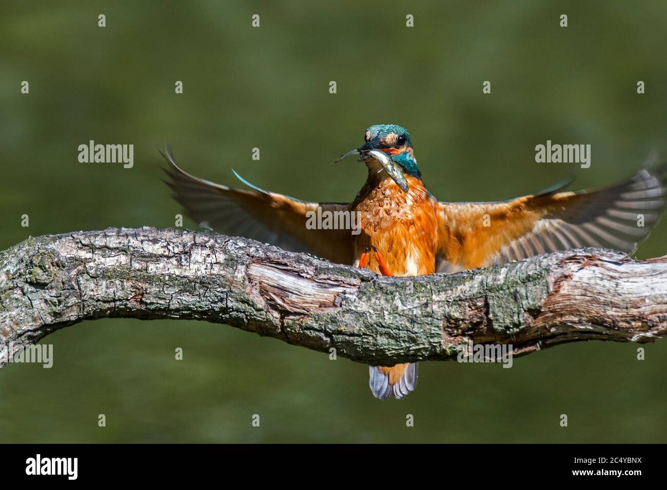 Common kingfisher (Alcedo atthis) female with caught stickleback fish in beak landing on branch over water of pond Stock Photo