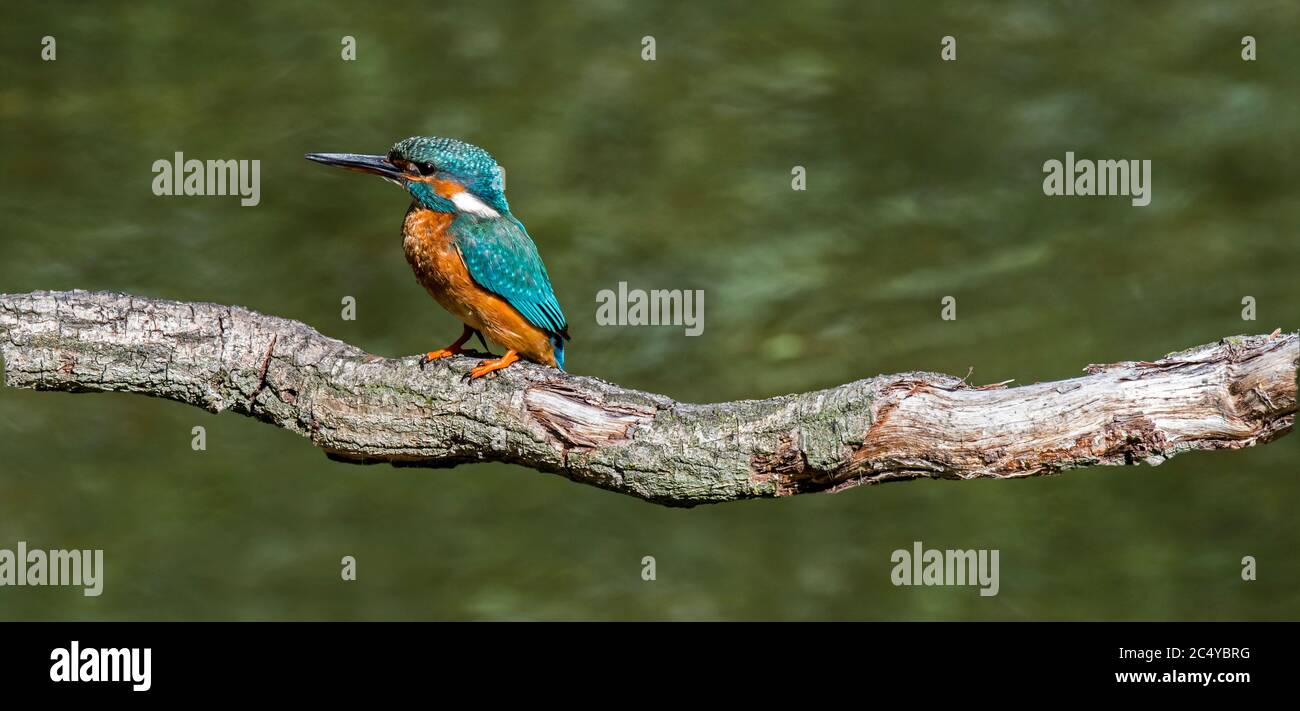 Common kingfisher (Alcedo atthis) female perched on branch over water of pond Stock Photo