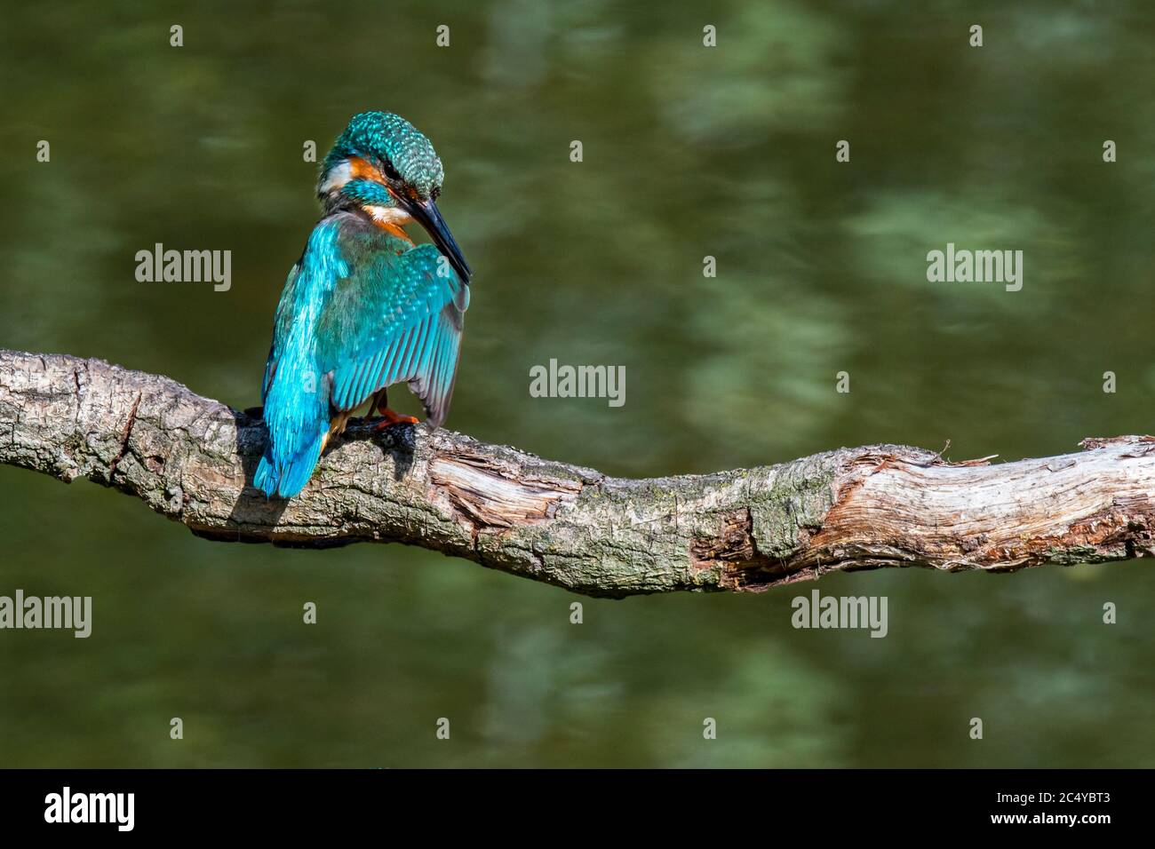 Common kingfisher (Alcedo atthis) female perched on branch over water of pond and preening feathers Stock Photo