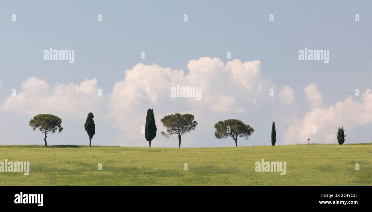A line of cypress trees hi-res stock photography and images - Alamy