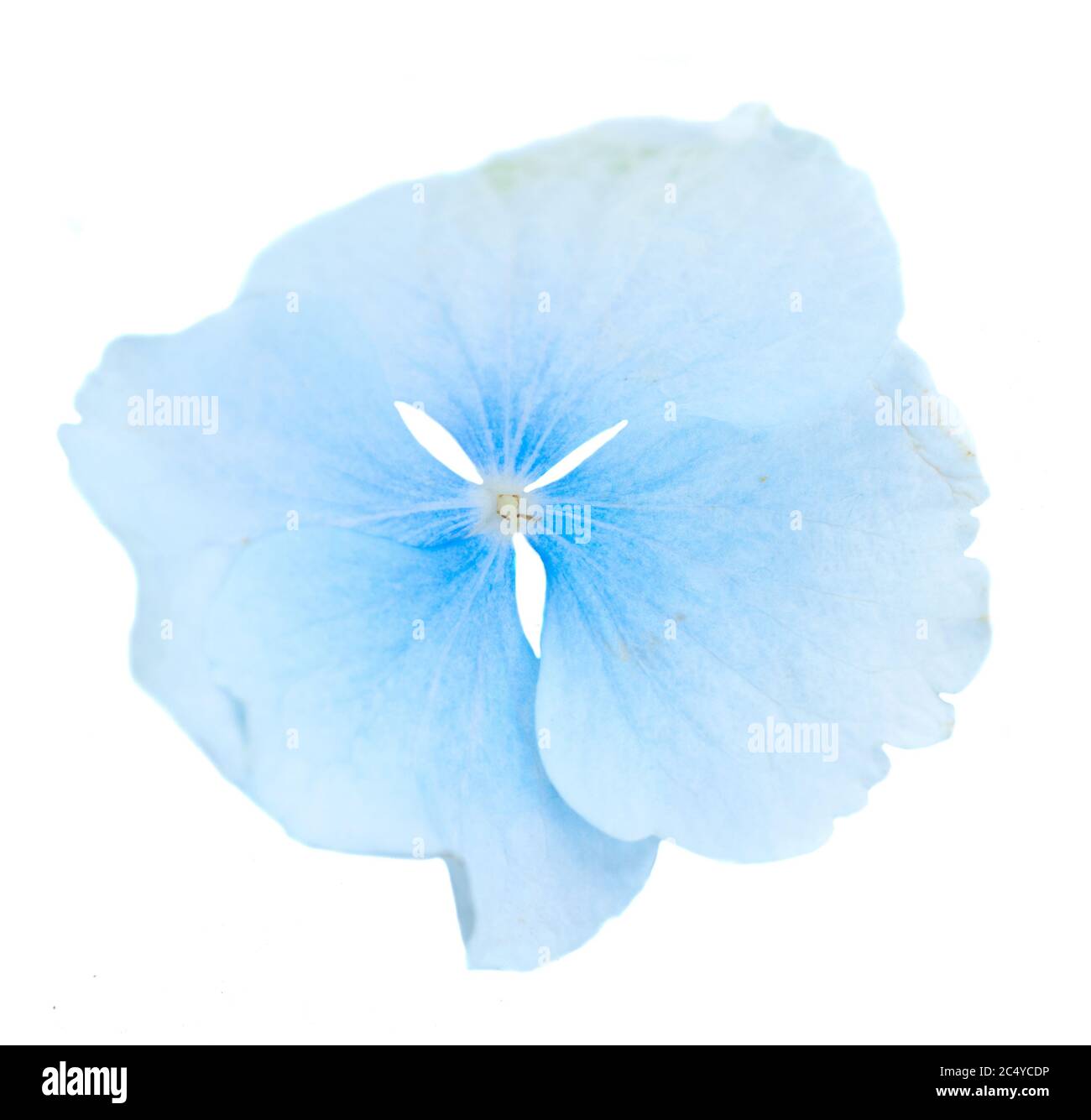 Light blue flowers Cut Out Stock Images & Pictures - Page 3 - Alamy