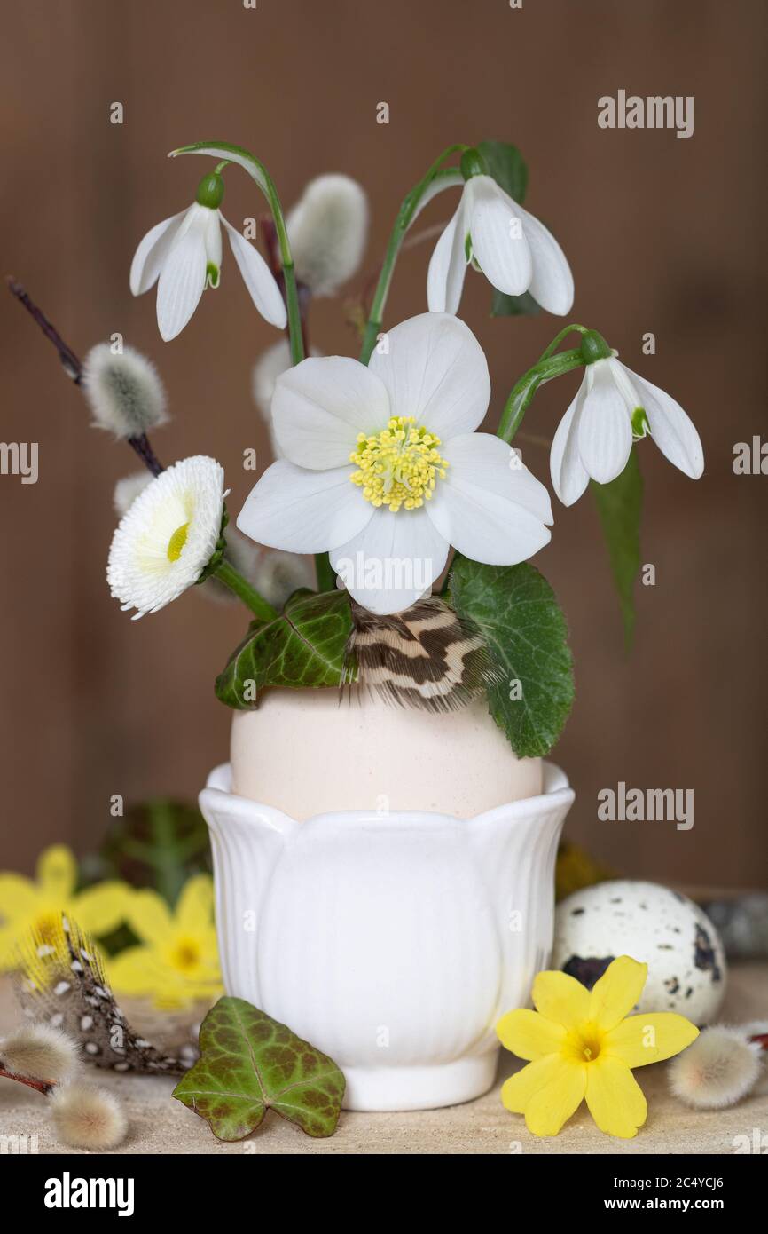 spring decoration with helleborus niger flower and snow drops in egg Stock Photo