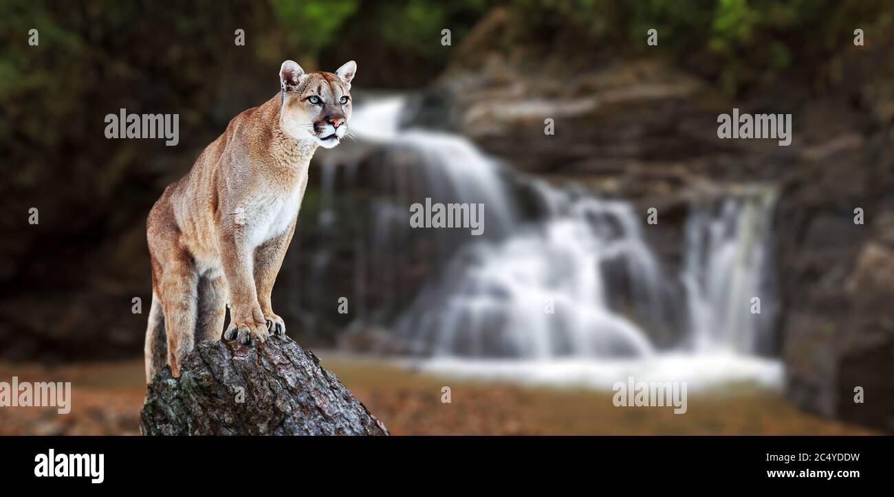 Puma at the Falls, mountain lion, puma Stock Photo - Alamy