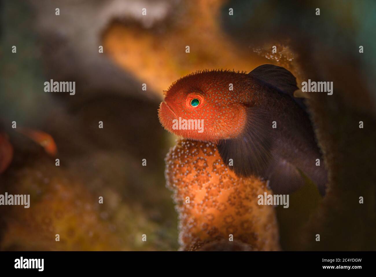 Redhead Stylophora Goby (Paragobiodon echinocephalus). Underwater macro photography from Aniilao, Philippines Stock Photo
