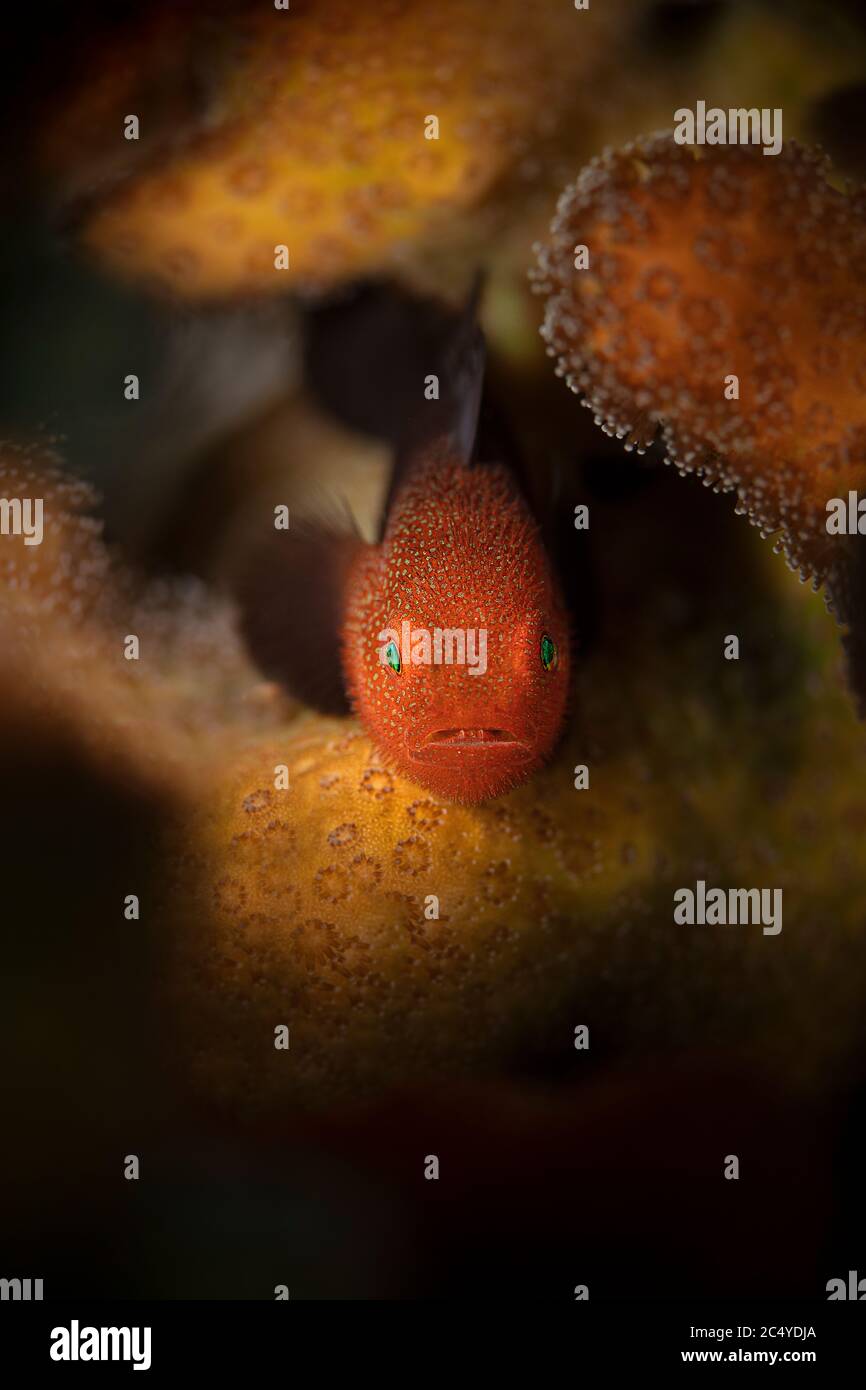 Redhead Stylophora Goby (Paragobiodon echinocephalus). Underwater macro photography from Aniilao, Philippines Stock Photo