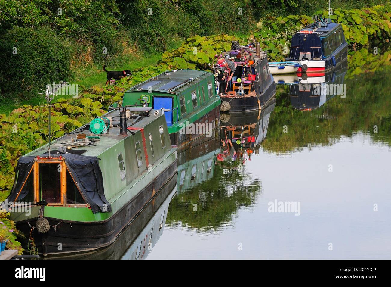 Narrow boats moored on the Kennet and Avon canal, at Stanton Bridge, Stanton St.Bernard, Wiltshire Stock Photo