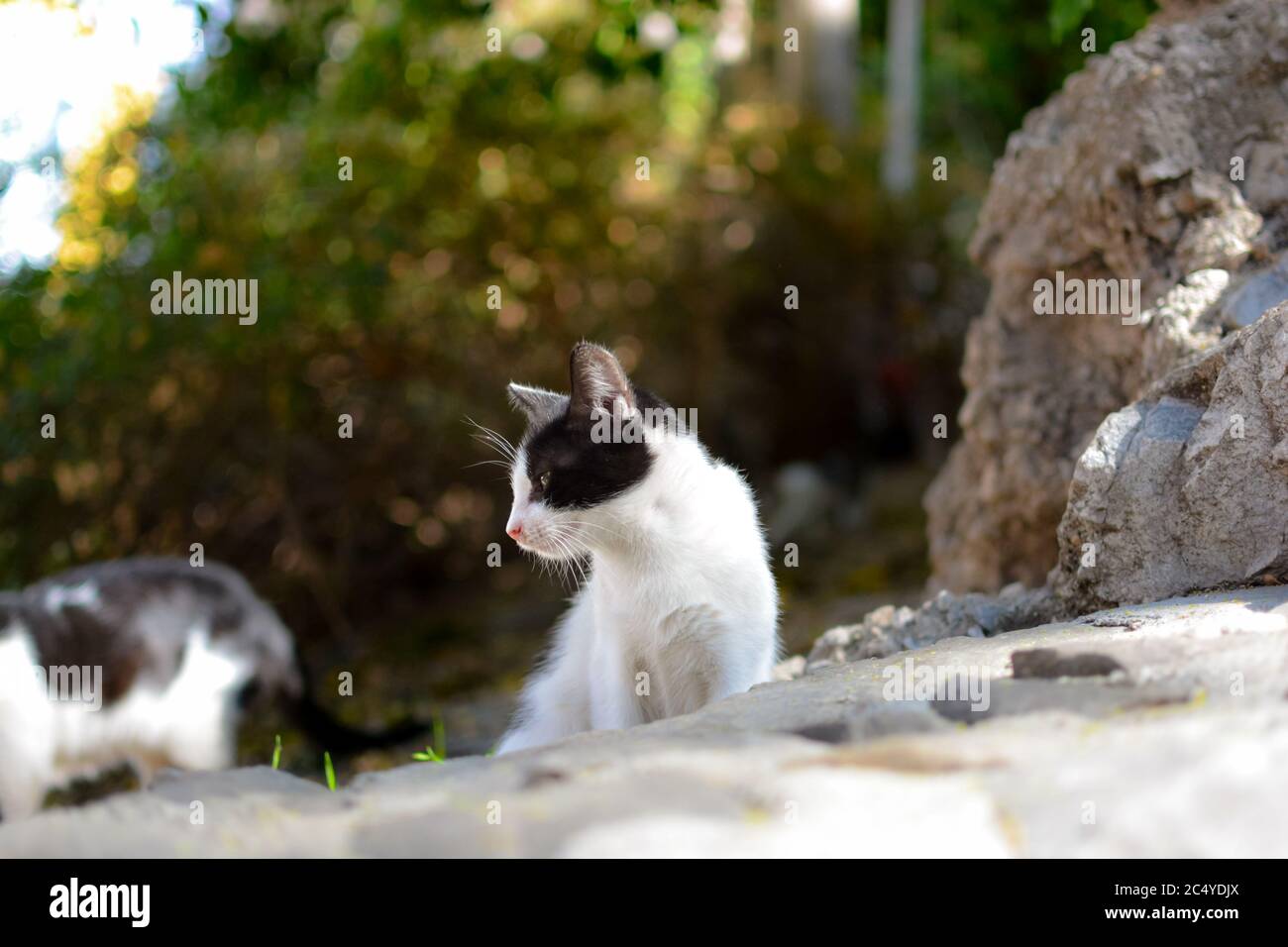 A feral kitten sits in the sun at a garden cat shelter in Split, Croatia Stock Photo