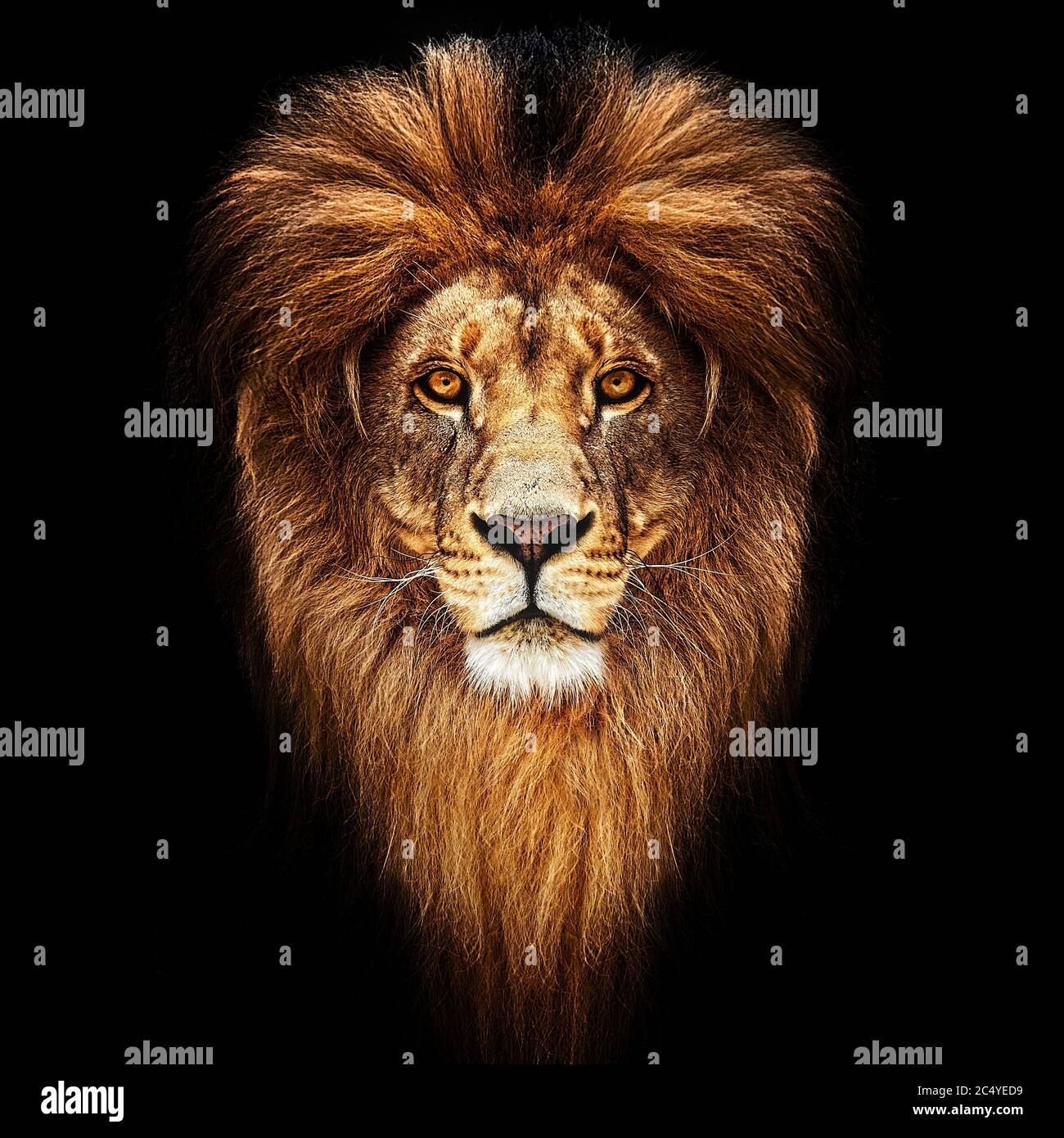 Portrait of a Beautiful lion, lion in dark Stock Photo - Alamy