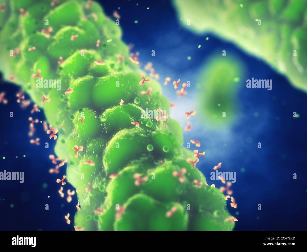 Antibodies attaching to pathogenic bacteria, Immune system response to bacterial infection, 3d illustration of microscopic pathogens causing infectiou Stock Photo
