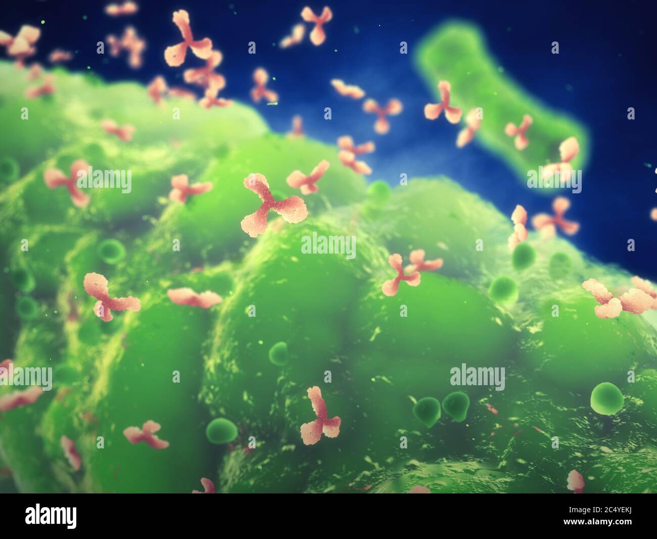 Antibodies attaching to pathogenic bacteria, Immune system fighting off infectious disease Stock Photo