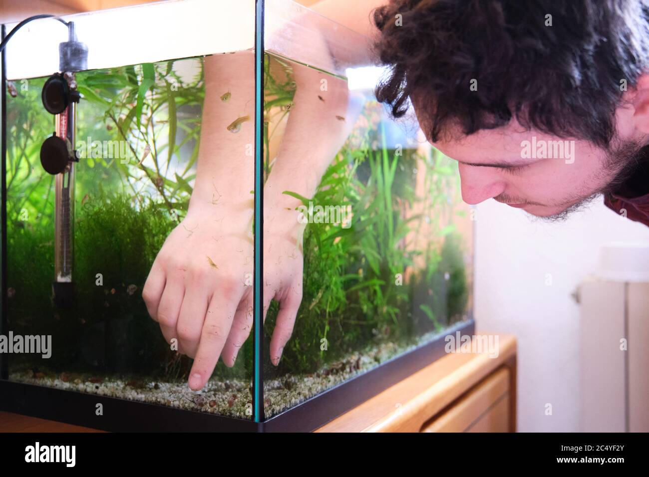 Young caucasian man fitting the plants in his aquarium. Cleaning and tiding a fish tank. Stock Photo