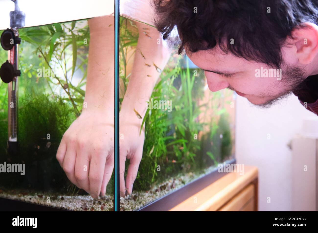 Young caucasian man pruning the plants in his aquarium. Cleaning and tiding a fish tank. Stock Photo