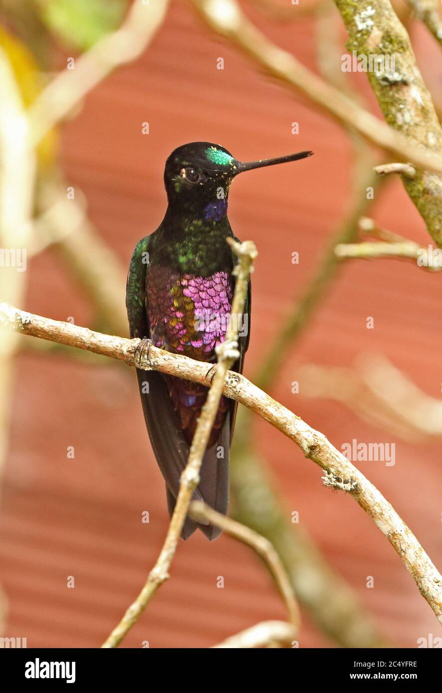 Blue-throated Starfrontlet (Coeligena helianthea helianthea) adult male perched on twig  Guasca, near Bogata, Colombia        November Stock Photo