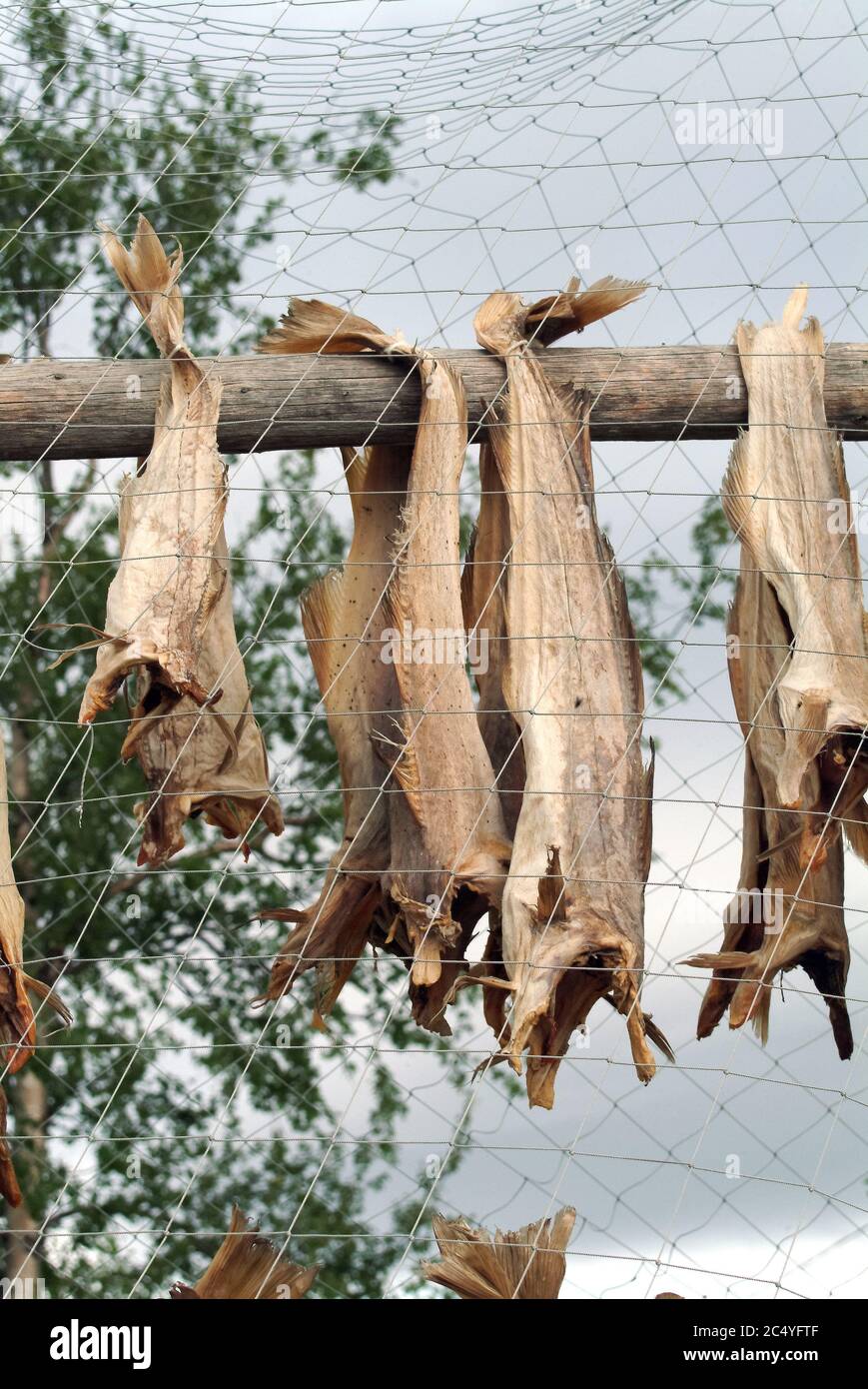 fish dryer, Norway, Scandinavia, Europe Stock Photo - Alamy