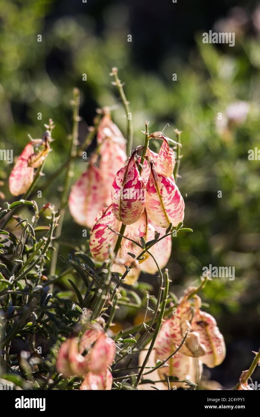 Whitney's locoweed ( Astragalus whitneyi ) seedpods in the Eastern Sierra Nevada , California, USA Stock Photo