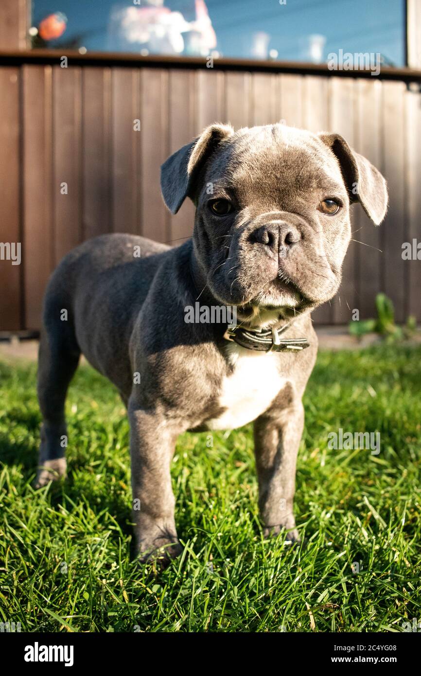 bulldog puppy grey