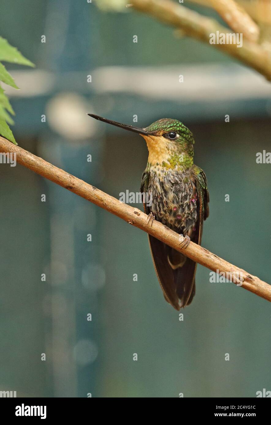 Blue-throated Starfrontlet (Coeligena helianthea helianthea) immature male perched on twig  Guasca, near Bogata, Colombia        November Stock Photo