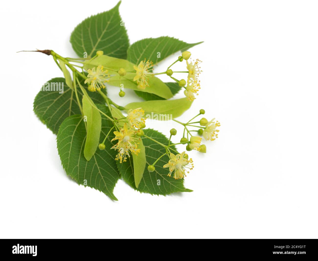 Linden flowers and leaves isolated against white background Stock Photo