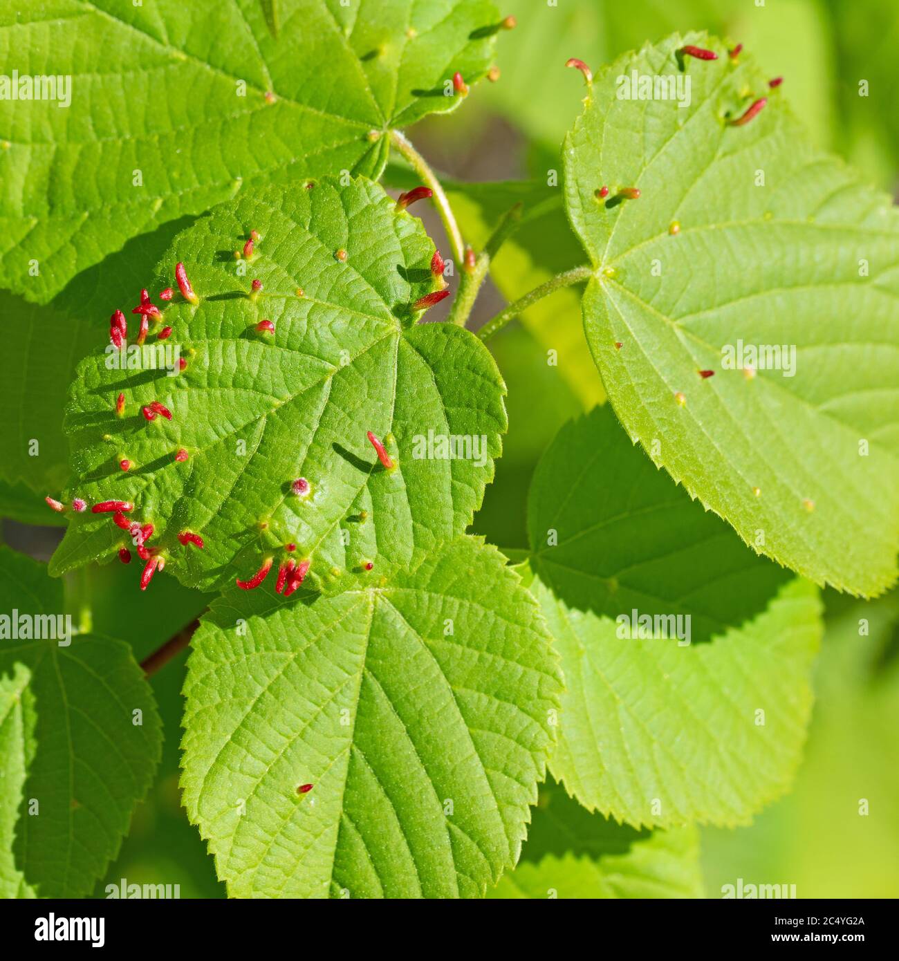 Linden leaves with the lime gall mite, Eriophyes tiliae Stock Photo