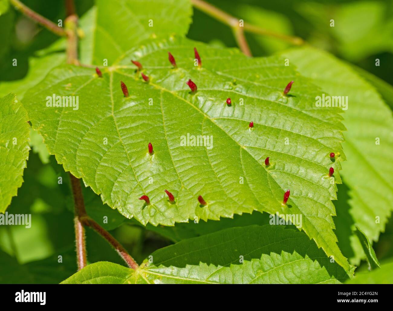 Linden leaves with the lime gall mite, Eriophyes tiliae Stock Photo