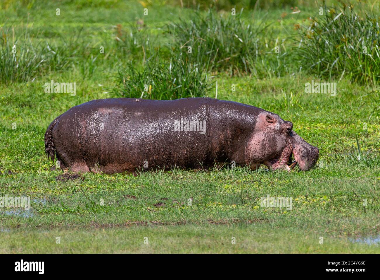 Common hippopotamus (Hippopotamus amphibius), Amboseli National Park, Kenya, Africa Stock Photo