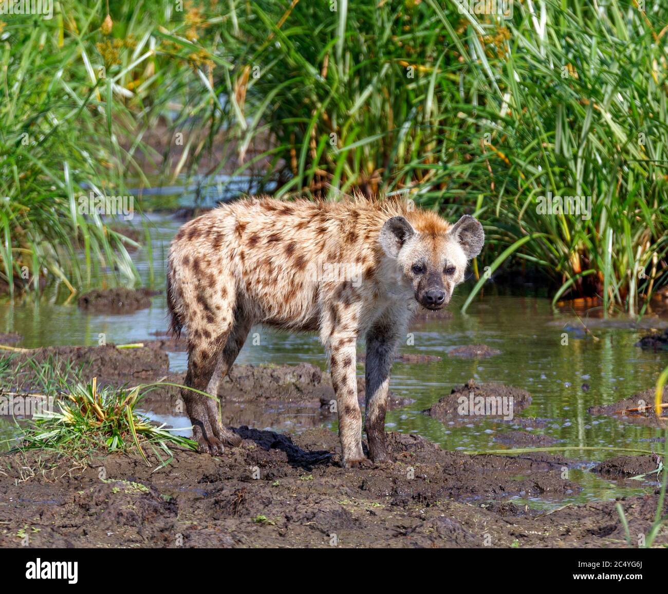 Young Spotted hyena (Crocuta crocuta), Amboseli National Park, Kenya, Africa Stock Photo