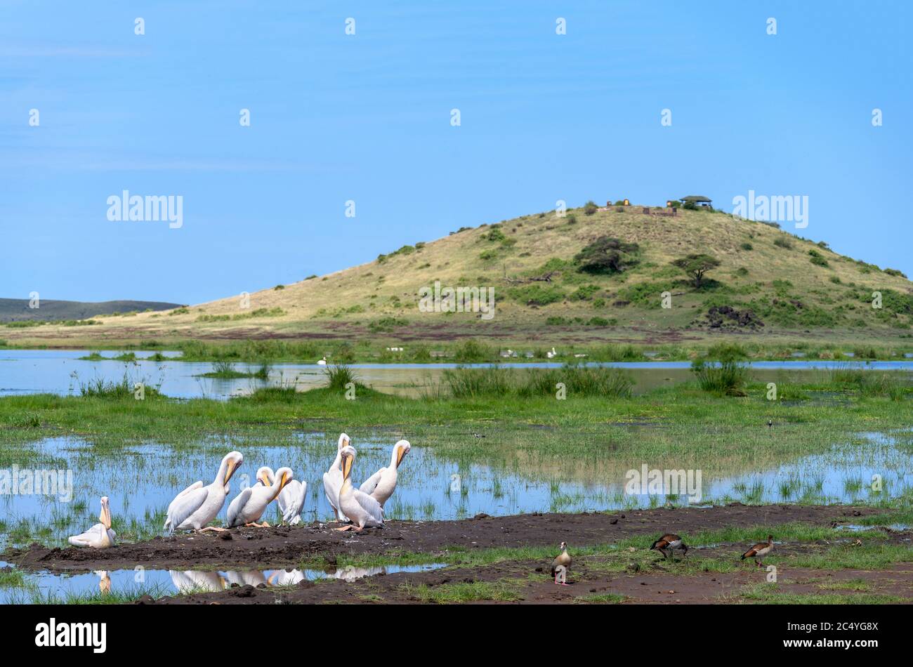 Great white pelicans (Pelecanus onocrotalus) in front of Observation Hill (Normatior), Amboseli National Park, Kenya, Africa Stock Photo
