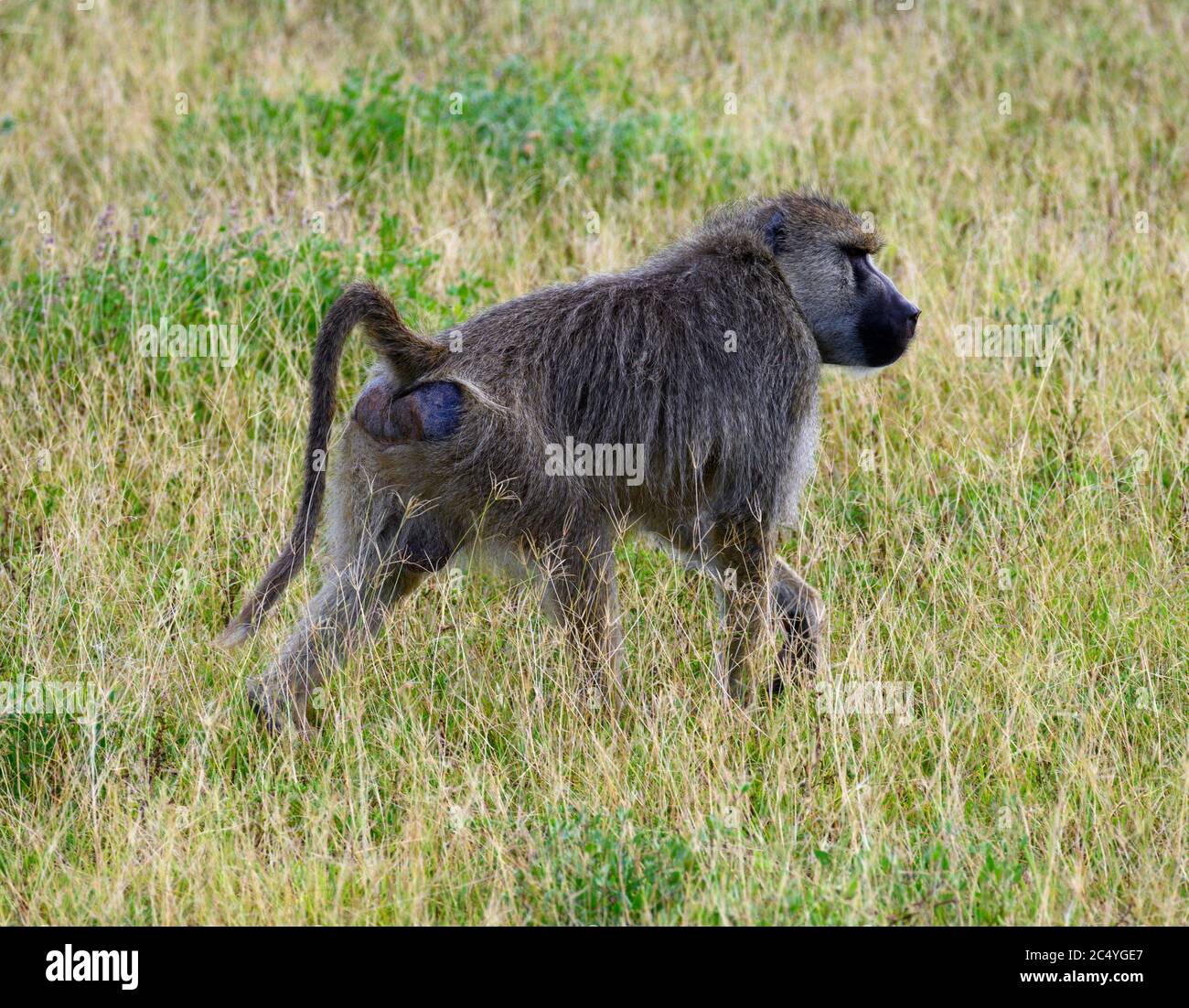 Yellow baboon (Papio cynocephalus), Amboseli National Park, Kenya, Africa Stock Photo