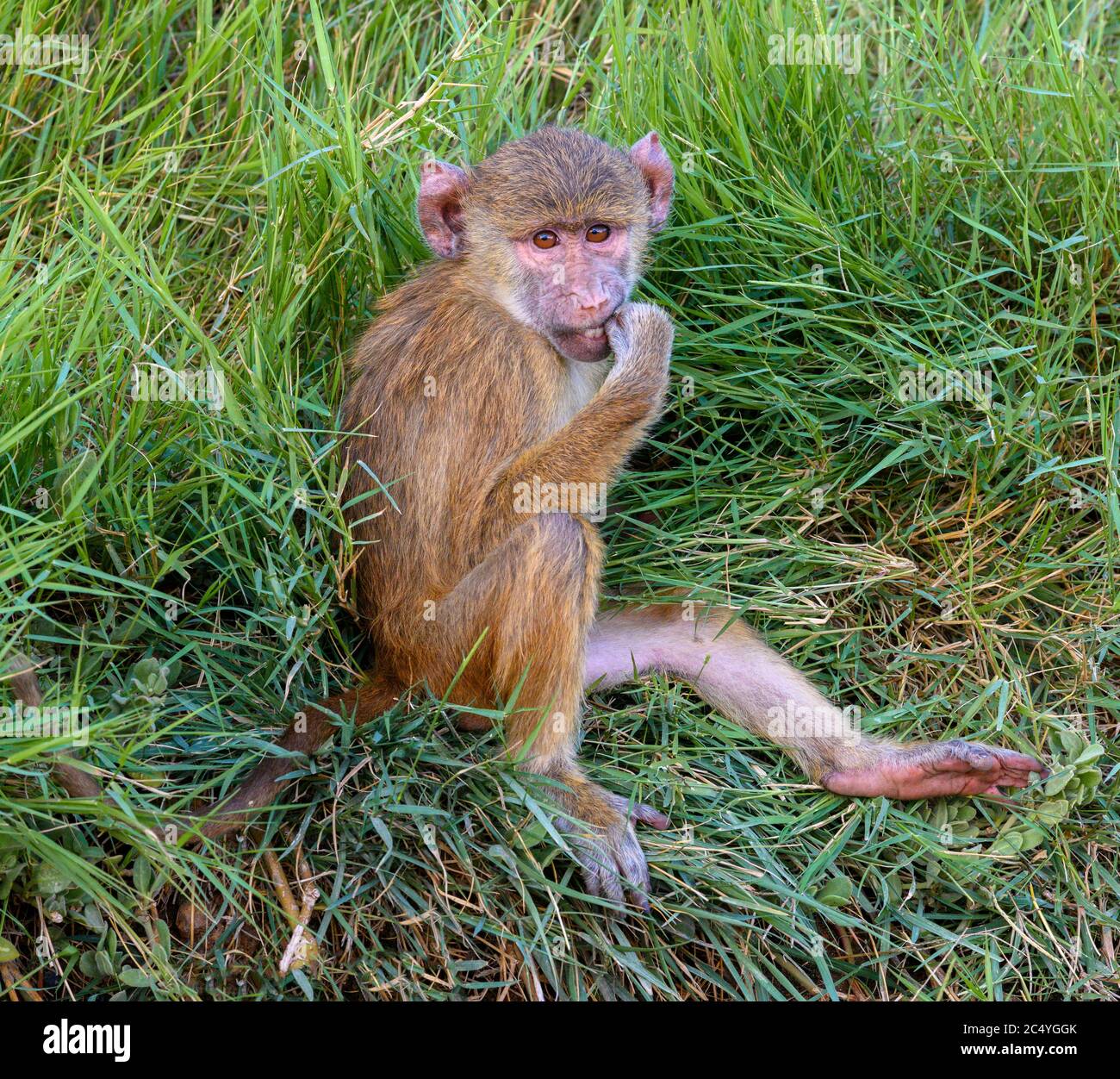 Young Yellow baboon (Papio cynocephalus), Amboseli National Park, Kenya, Africa Stock Photo