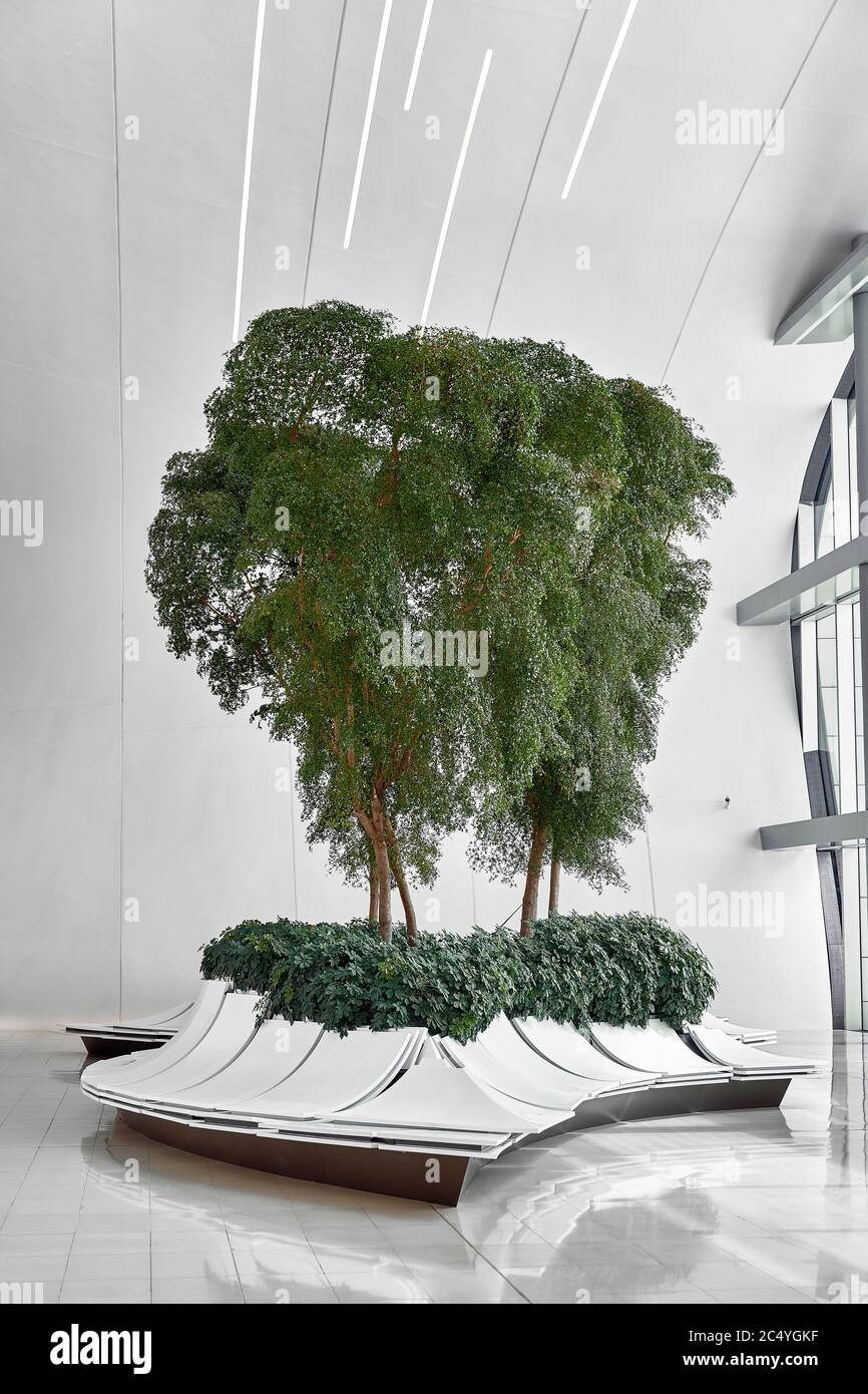 Green plants in the modern interior. living tree in interior Stock ...